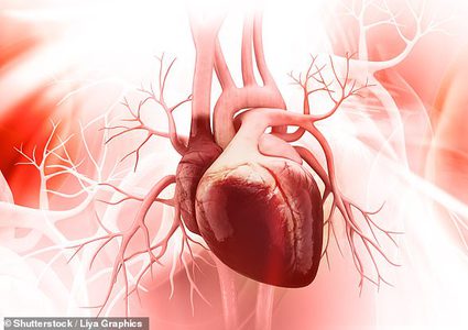 باحثون يكتشفون جين قد يجدد خلايا القلب بعد النوبات القلبية