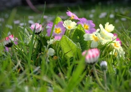 الطقس: أجواء ربيعية وارتفاع تدريجي على درجات الحرارة