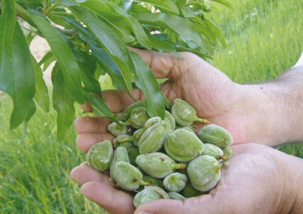 لمحبي اللوز الأخضر ..تعرف على فوائدة الجمة ؟!