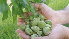 لمحبي اللوز الأخضر ..تعرف على فوائدة الجمة ؟!