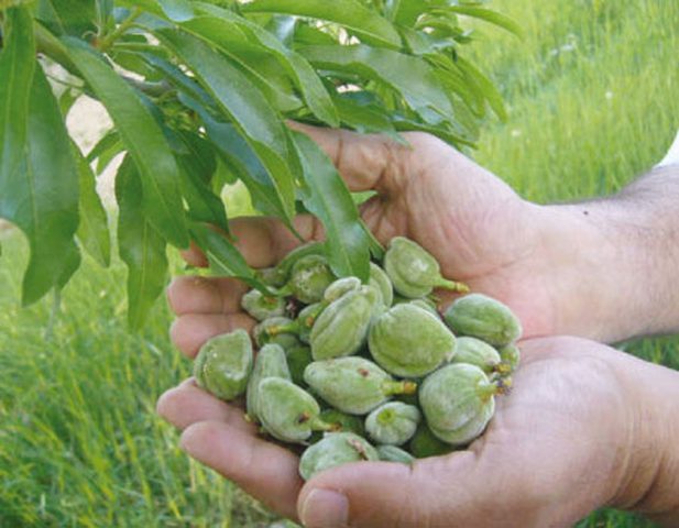 لمحبي اللوز الأخضر ..تعرف على فوائدة الجمة ؟!