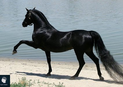 من 2000 لـ 1,00,000 دولار.. أسعار الخيول على مستوى العالم..؟!