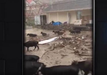 السيول تجرف سيارات وأبقارا في داغستان