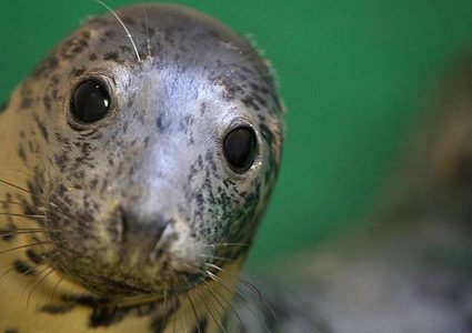 الصين تنقذ 37 فقمة نادرة من أيدي المهربين