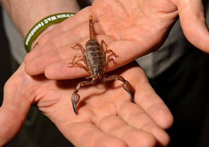 بسم العقارب.. مساع علمية لعلاج الأورام الدماغية