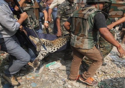 فهد يمزق رجلا في الهند ويرديه قتيلا!