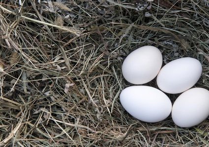 تناول البيض بانتظام يحمي من فقدان البصر