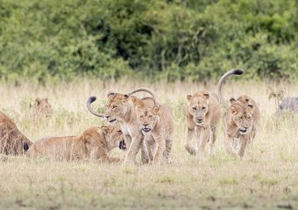 خنزير بري "يتغلب" على 7 أسود! (فيديو)