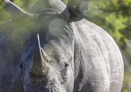 امرأة "تتحدى" وحيد القرن! (فيديو)