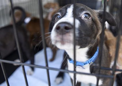 الولايات المتحدة تعلق استيراد الكلاب من مصر