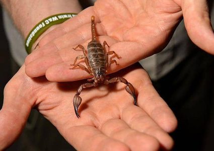 بسم العقارب.. مساع علمية لعلاج الأورام الدماغية