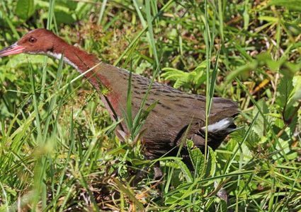 طائر يظهر بعد آلاف السنين من انقراضه