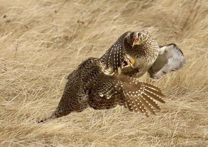 العلماء يقرعون ناقوس الخطر: الانقراض يهدد مليون نبات وحيوان!