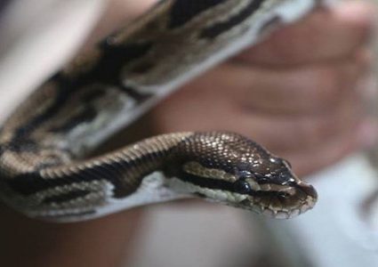 في نوبة غضب.. مسن هندي يلقى حتفه بعدما عض ثعبانا!