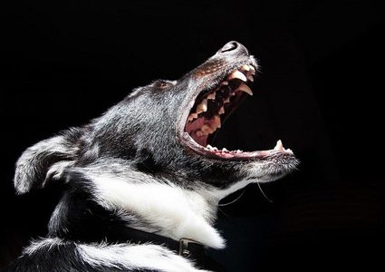 كلب "يعتقل" مجرما بحرفية عالية! (فيديو)