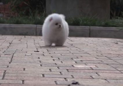 فضيحة في اليابان.. وضع جراء حية في ماكينات القمار كجائزة