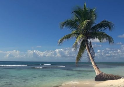 "القرش الفرح" يظهر مجددا عند سواحل الولايات المتحدة!