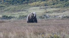 اعتداء وحشي على دب أوقعه من أعلى جرف صخري!