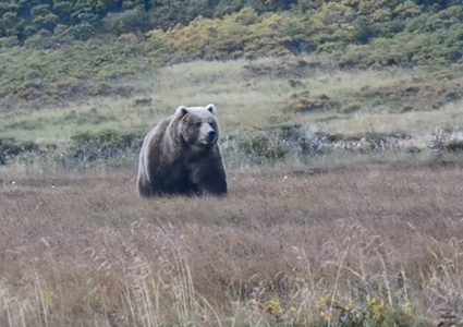 اعتداء وحشي على دب أوقعه من أعلى جرف صخري!