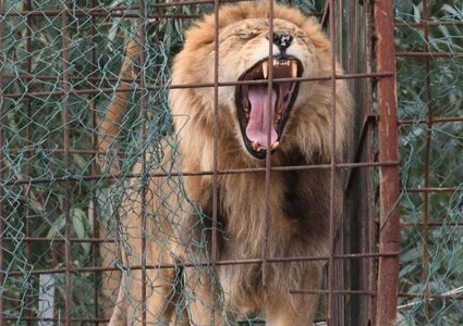 أسد هائج يباغت طفلة من السياج.. وينتزع فروة رأسها