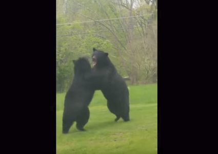 دبّان يتعاركان في فناء مبنى سكني