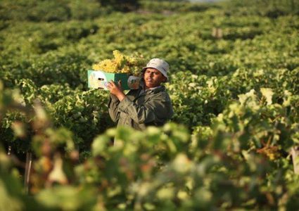 فلسطين.. حصة الزراعة من الناتج المحلي الإجمالي 3% خلال 2018