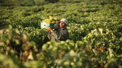 فلسطين.. حصة الزراعة من الناتج المحلي الإجمالي 3% خلال 2018
