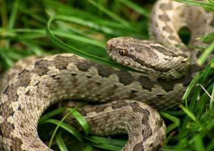 تحذير للمواطنين بسبب انتشار أفعى فلسطين السامة