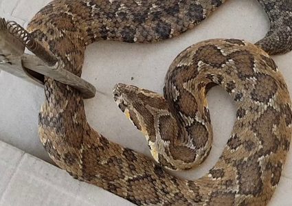 فورة "أفعى فلسطين" تثير الذعر بين المواطنين