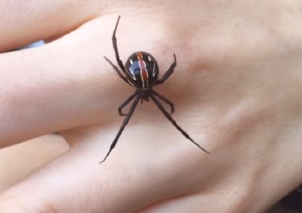 شابة تلاعب ضيفها العنكبوت بضوء الليزر (فيديو)