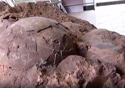 بالصور.. خرجوا في نزهة وعادوا ببيض عمره 145 مليون سنة