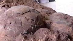 بالصور.. خرجوا في نزهة وعادوا ببيض عمره 145 مليون سنة