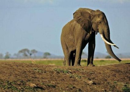 بسبب الغضب.. أنثى فيل تدهس رجلا حتى الموت
