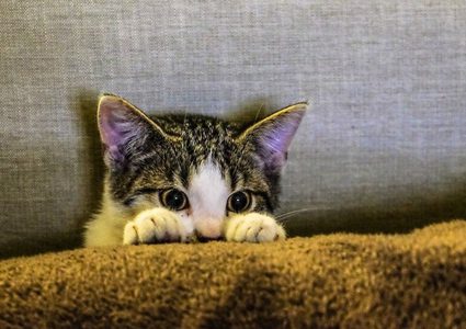 قطة تتابع مسلسلا تلفزيونيا بشغف وتتفاعل مع المشاهد!