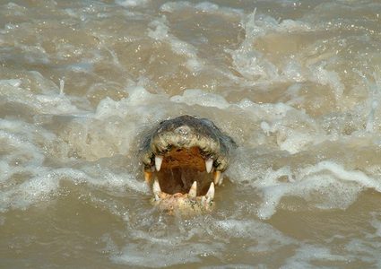 لحظات مرعبة لرجل يقبض على تمساح بيديه العاريتين!