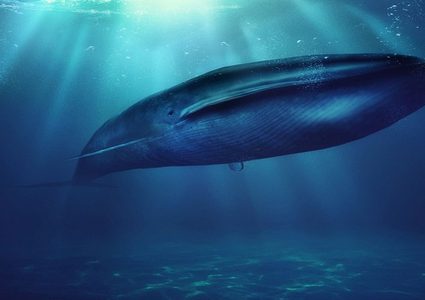 غوّاص يسبح مع حوت أزرق ضخم في لقطات مثيرة!