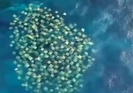 "شياطين البحر" تغزو سواحل أستراليا في ظاهرة غريبة من نوعها