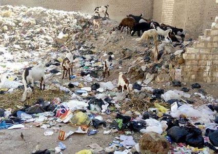 رعي الأغنام على النفايات ظاهرة بحاجة لإعادة النظر في غزة