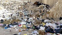 رعي الأغنام على النفايات ظاهرة بحاجة لإعادة النظر في غزة