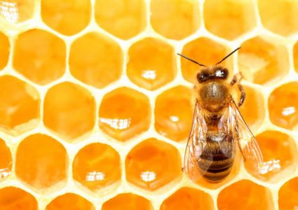 زوجان عاشا عامين مع 80 ألف نحلة في "غرفة نوم واحدة"!