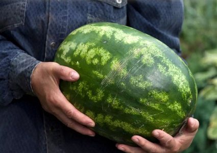 6 خطوات لاخيتار افضل انواع البطيخ