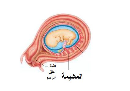 الخلايا الجذعية المأخوذة من مشيمة الأمهات يمكنها علاج ضرر النوبات