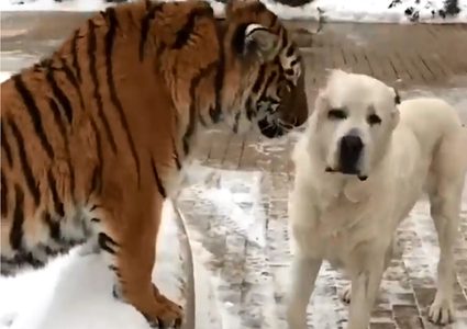 كلب يهاجم نمرا في تصرف مناف لقوانين الطبيعة! (فيديو)