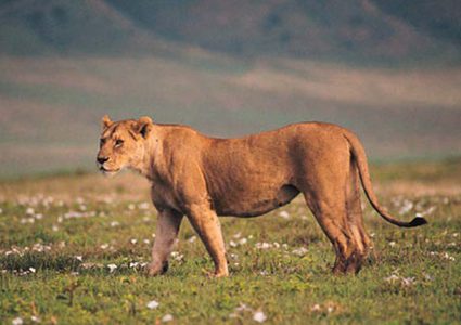 كلب وحشي يتظاهر بالموت لينجو من بين فكي لبؤة!