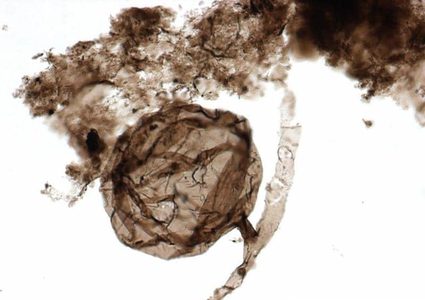 اكتشاف أحفورة من مليار سنة قد تفسر ظهور الحياة على الأرض