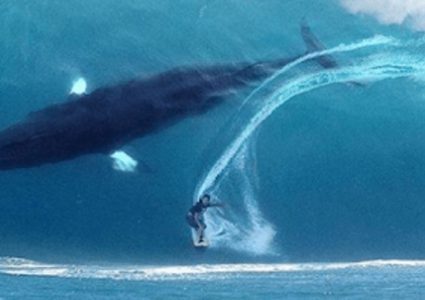 راكب الأمواج والحوت الضخم.. كشف حقيقة "الصورة اللغز"