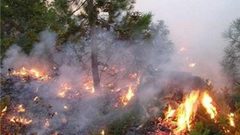 حريق كبير يلتهم 800 شجرة زيتون جنوب جنين