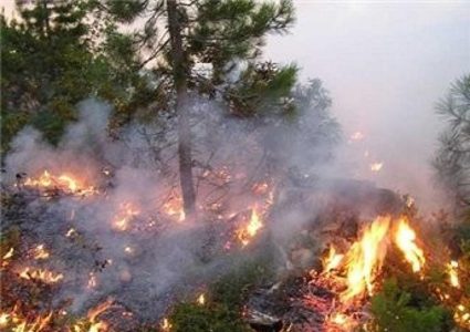 حريق كبير يلتهم 800 شجرة زيتون جنوب جنين