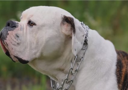 كلب رشيق يقوم بحركة بهلوانية غير مسبوقة! (فيديو)