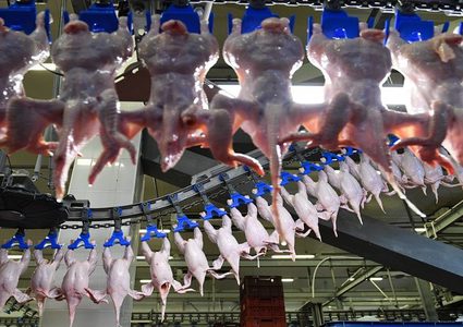 روسيا تتطلع لاقتحام سوق الدواجن العالمي بقوة